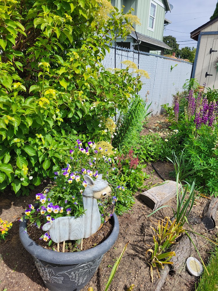 Cottage garden beginnings