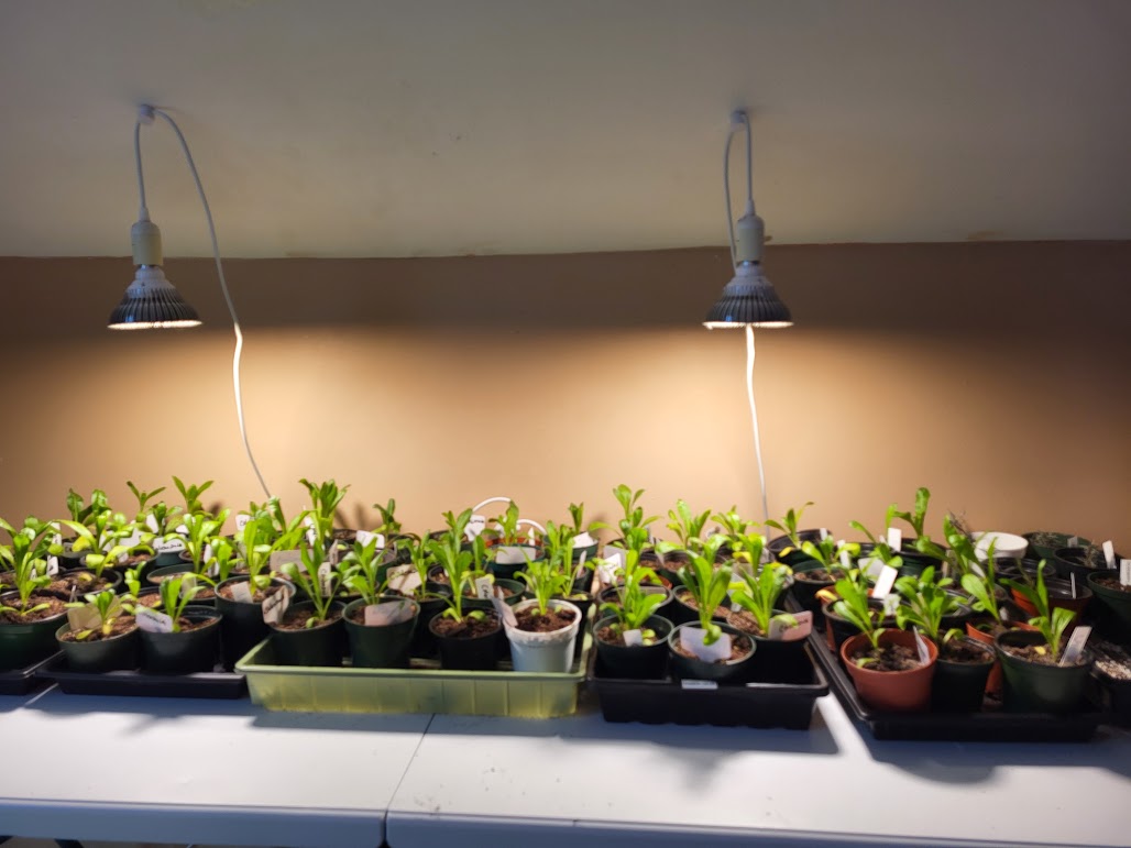 Grow room