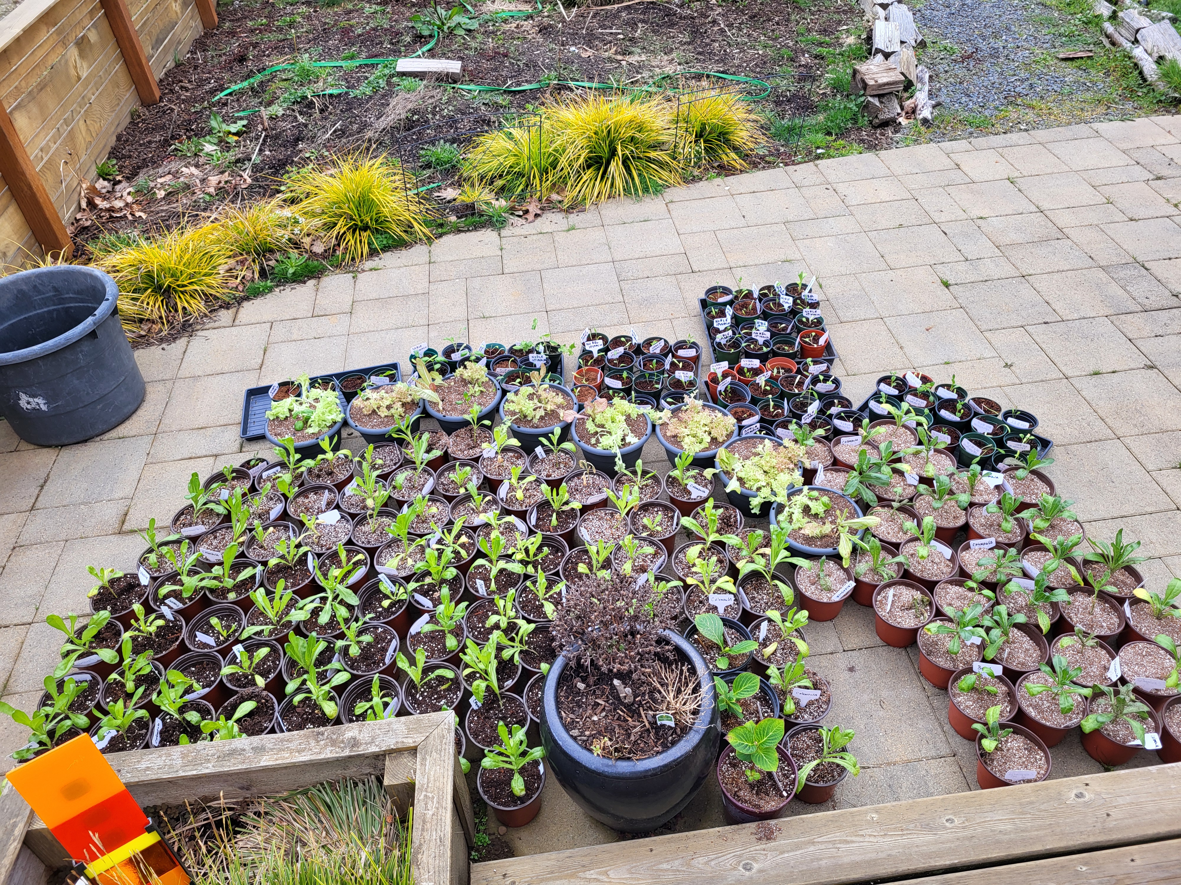 Awkward Acres plants ready for sale
