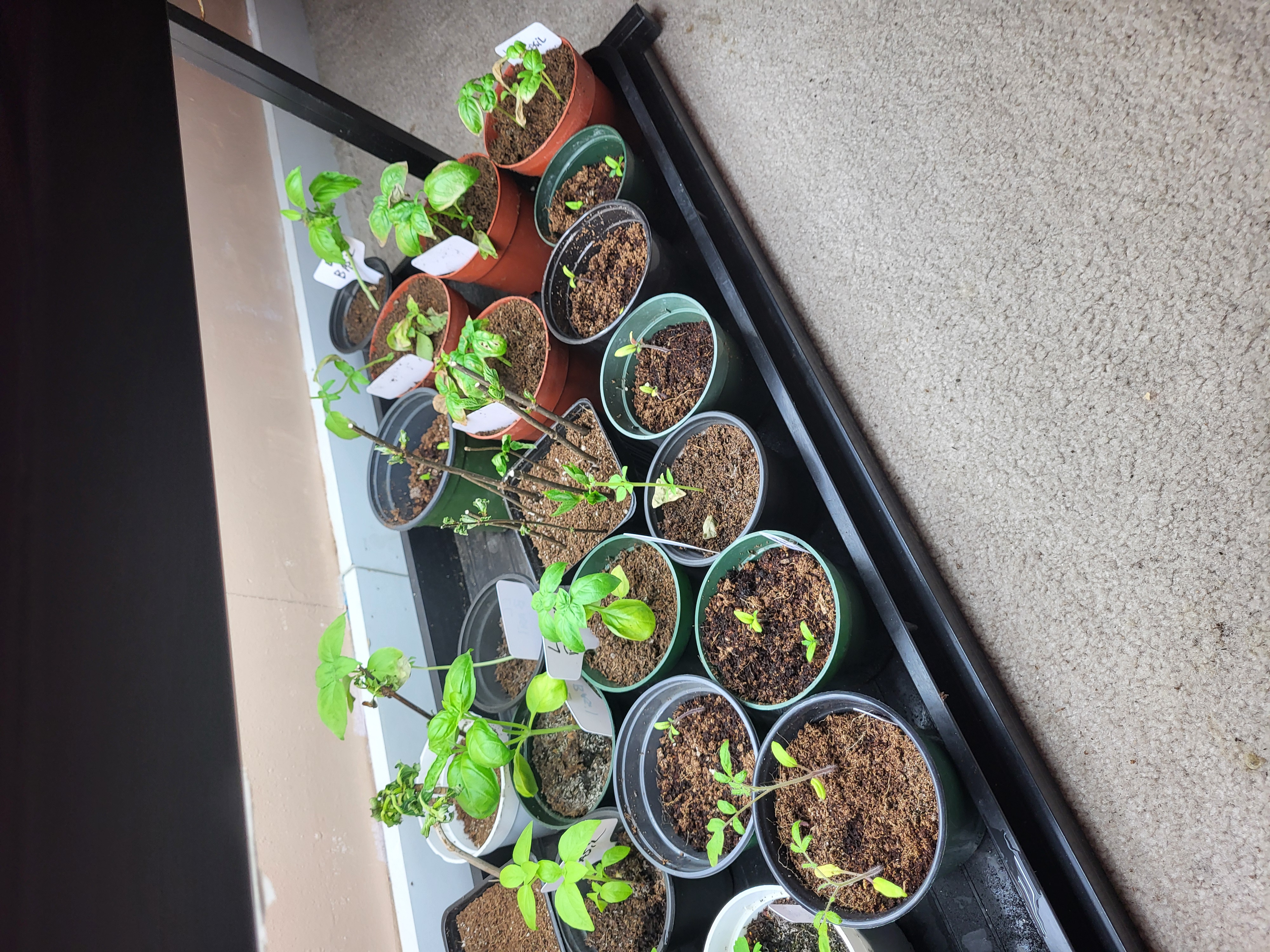 Plant starts