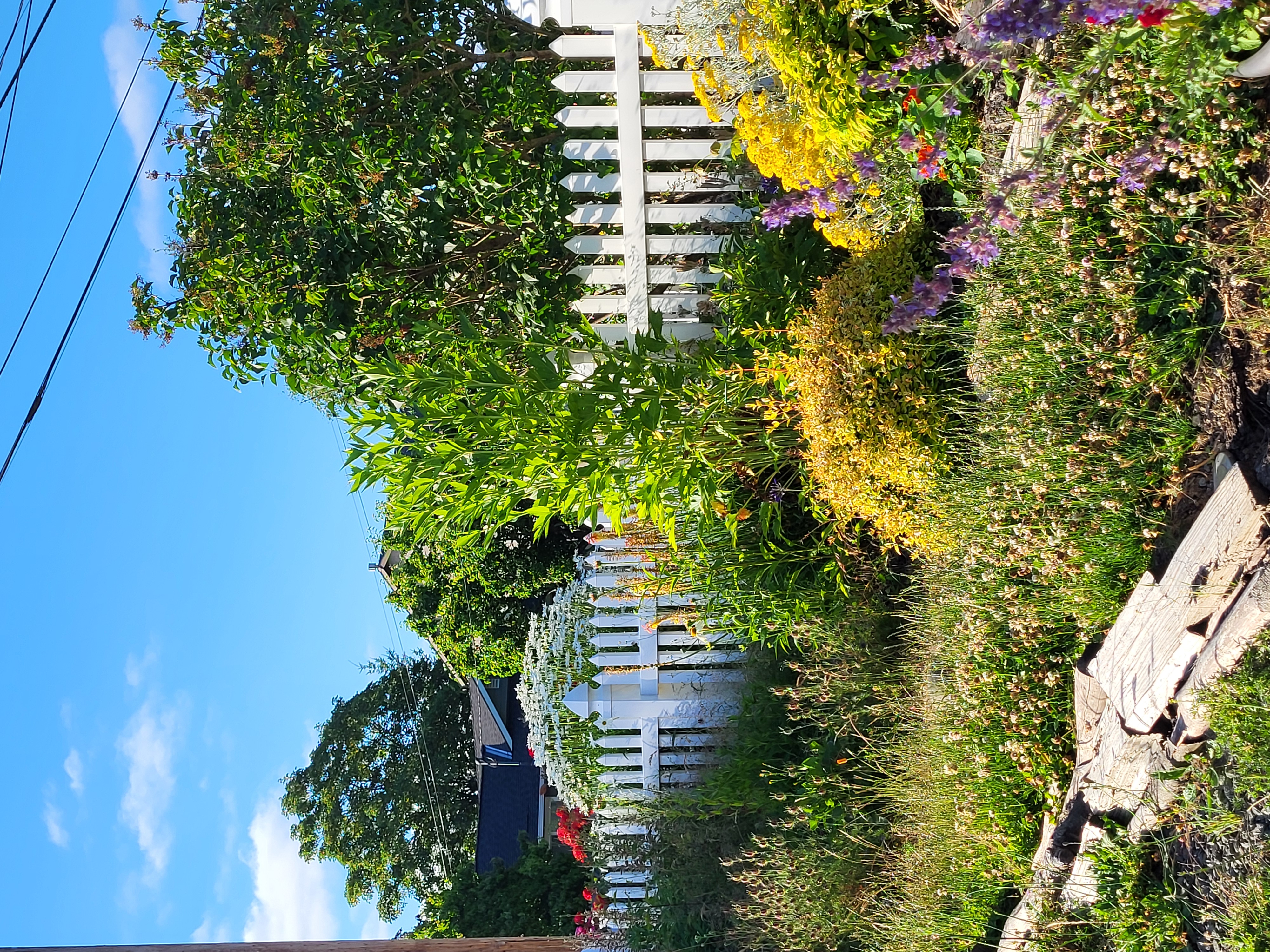 Garden with blue chair
