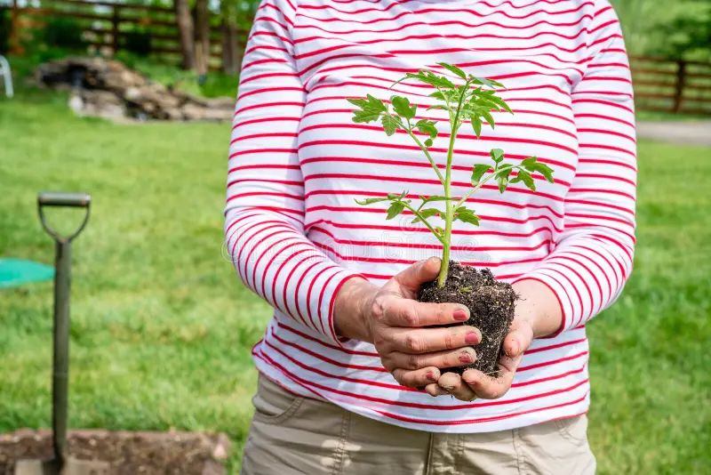 Tomato plant